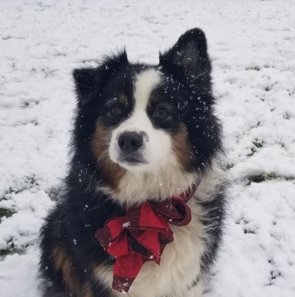 snownellie
